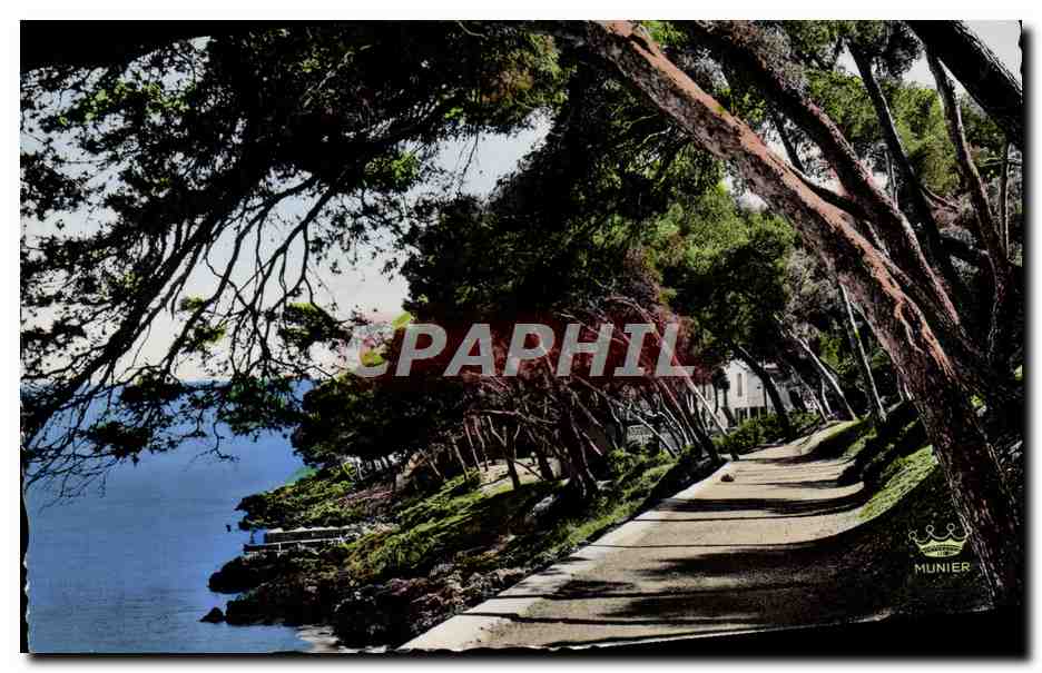 CPA Menton Sous bois au Cap Martin