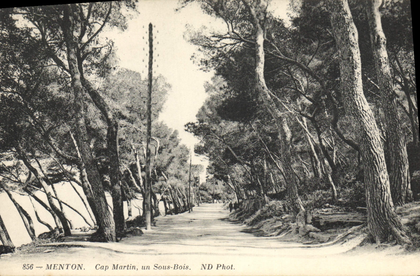 CPA Menton Cap Martin un sous bois