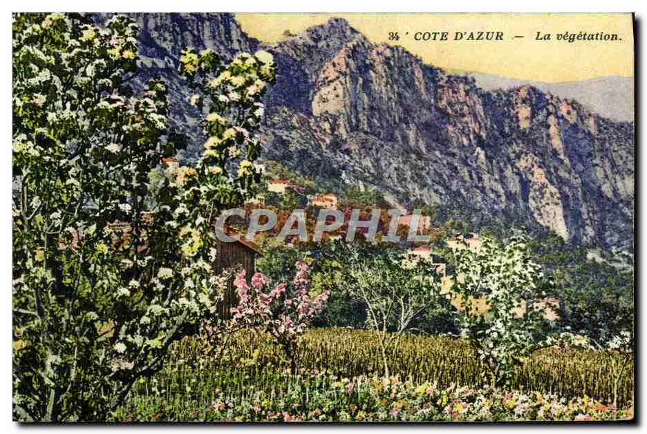 CPA Nice La Vegetation