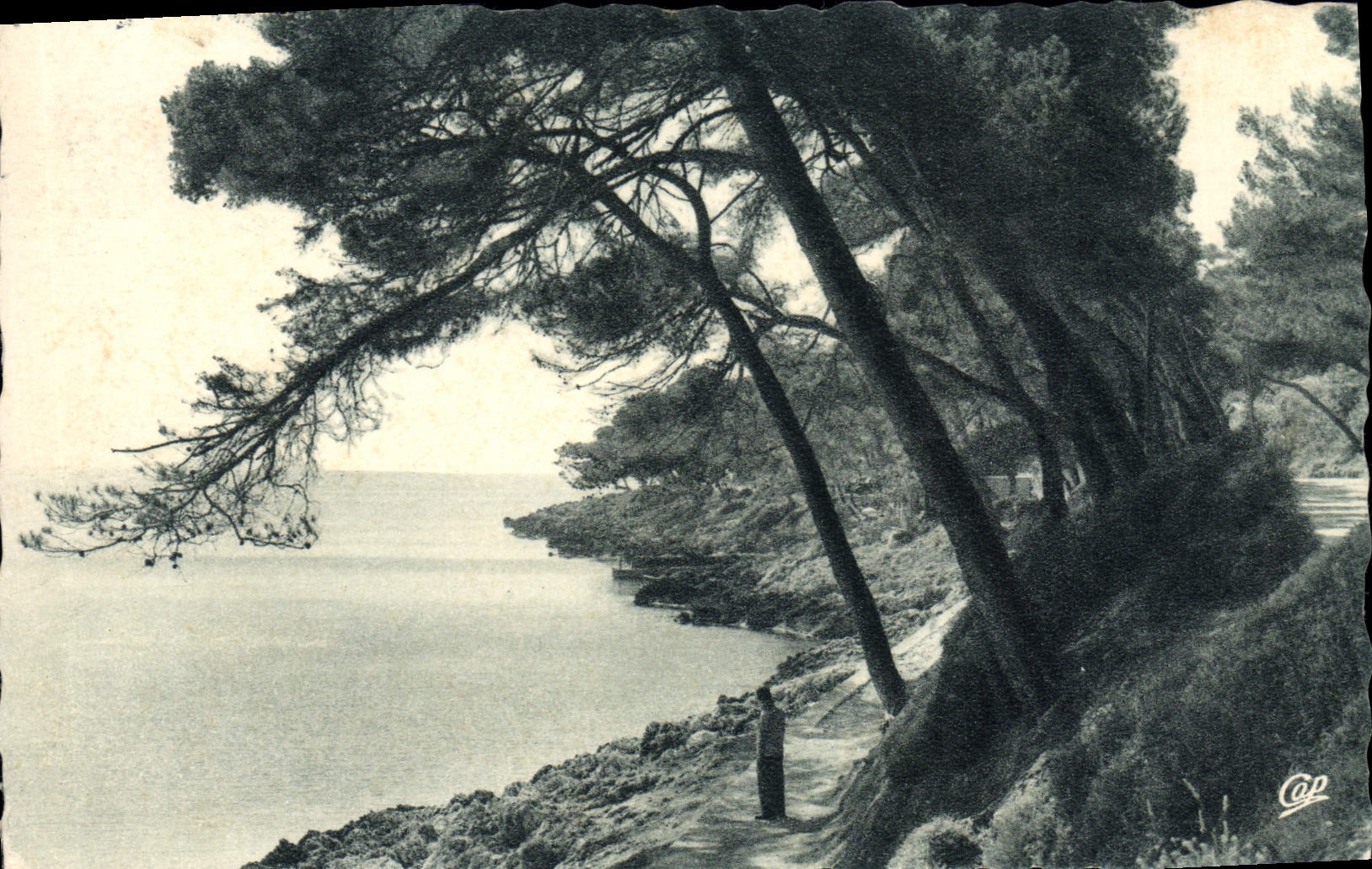 CPA Menton Le Cap Martin Sous les Pins