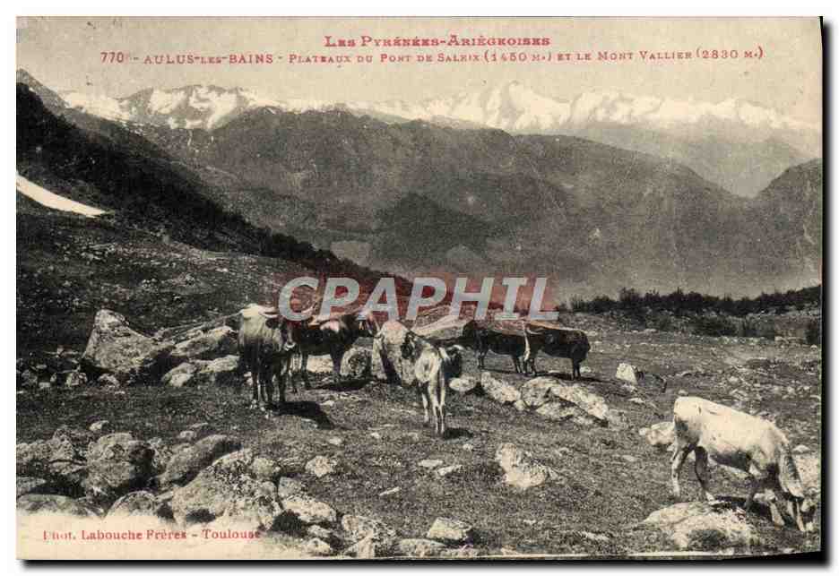 CPA Aulus Les Bains Plateaux Du Pont De Saleix et le Mont Vallier Vaches