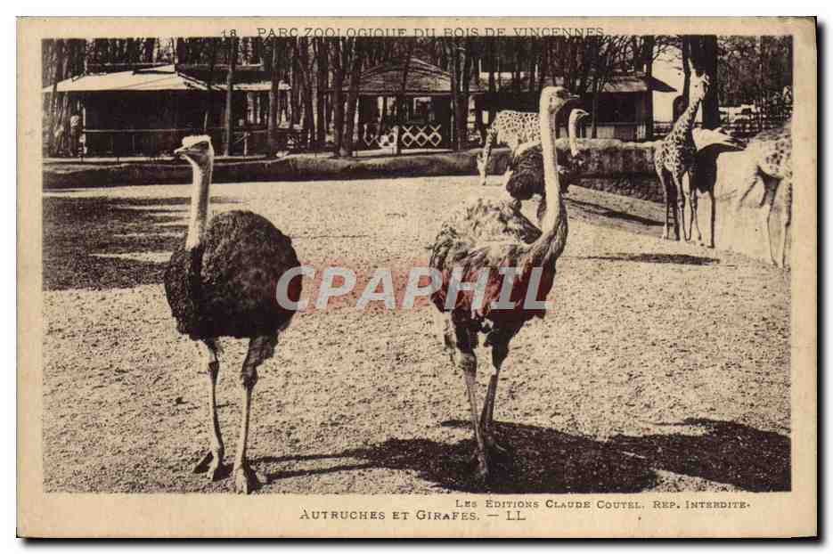 CPA Autruches Et Girafes Zoo Bois de Vincennes