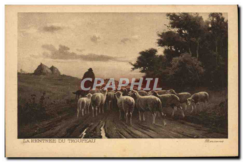 CPA La Rentree Du Troupeau Moutons