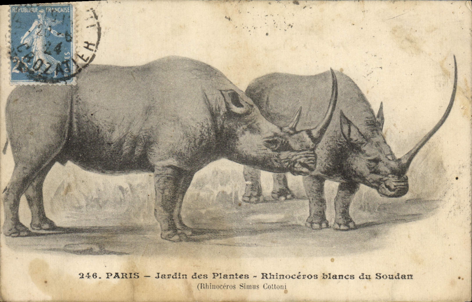 CPA Paris Jardin Des Plantes Rhinoceros Blancs Du Soudan
