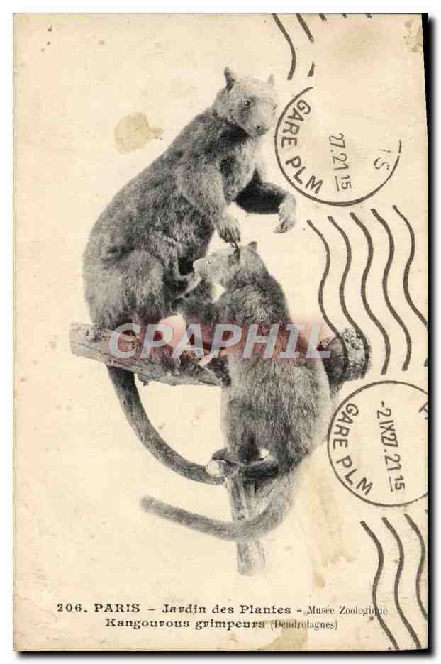 CPA Paris Jardin Des Plantes Musee Zoologique Kangourous grimpeurs Dendrolagues 