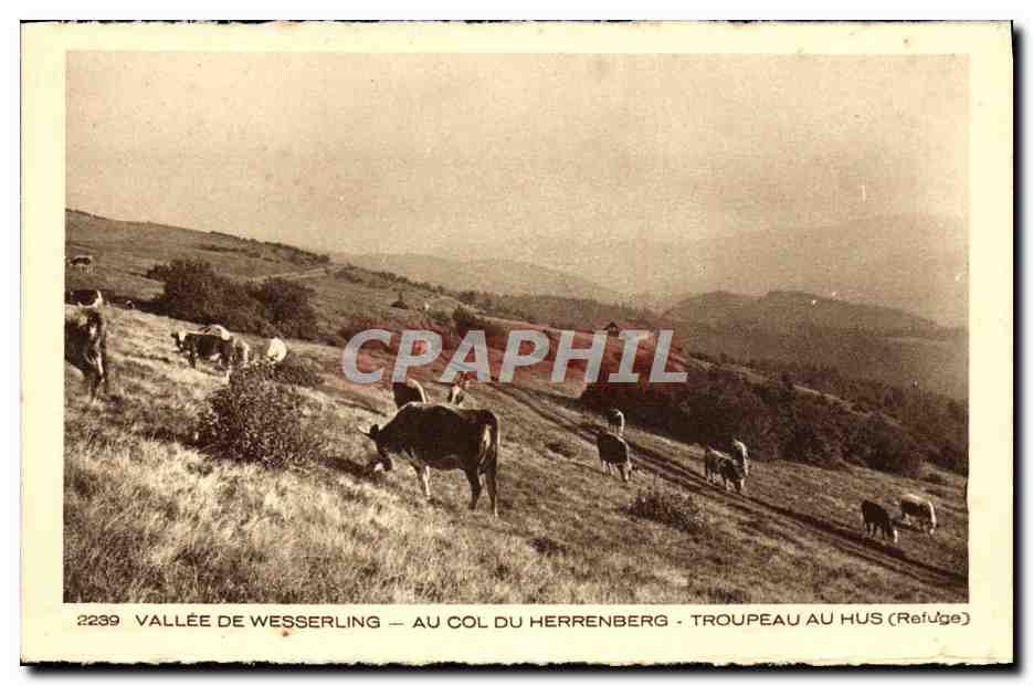 Vallée de Wesserling — Au col du Herrenberg — Troupeau au Hus (Refuge) — n°2239