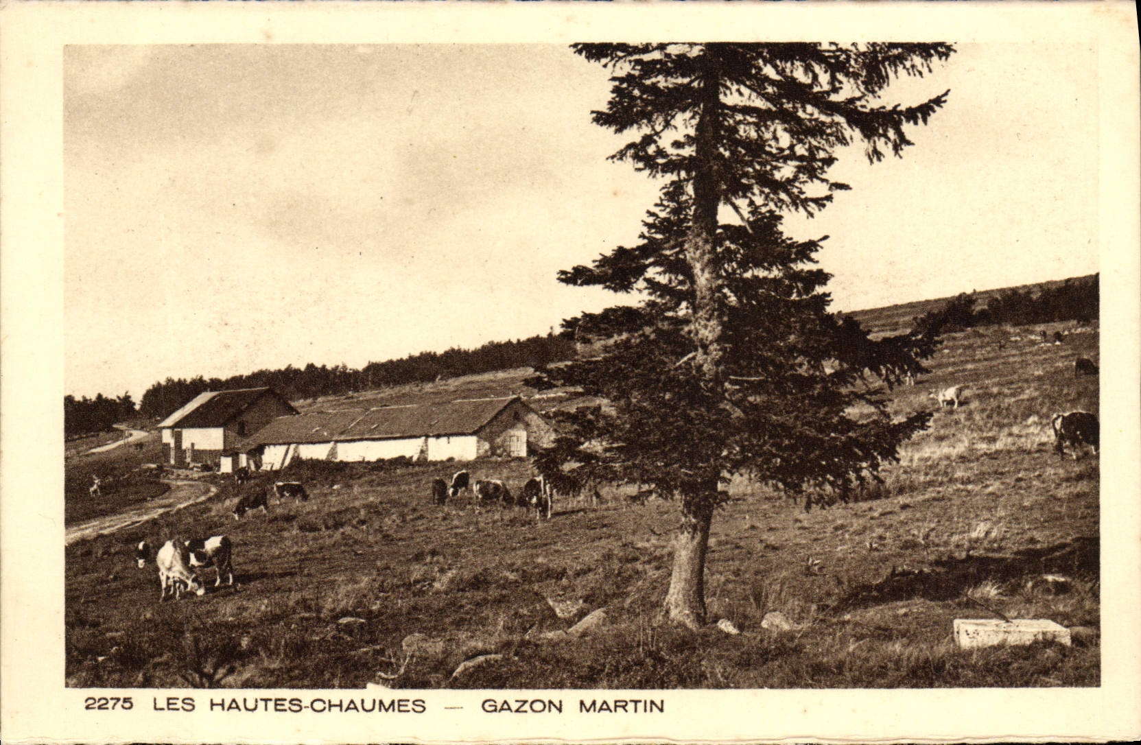 CPA Les Hautes Chaumes Gazon Martin