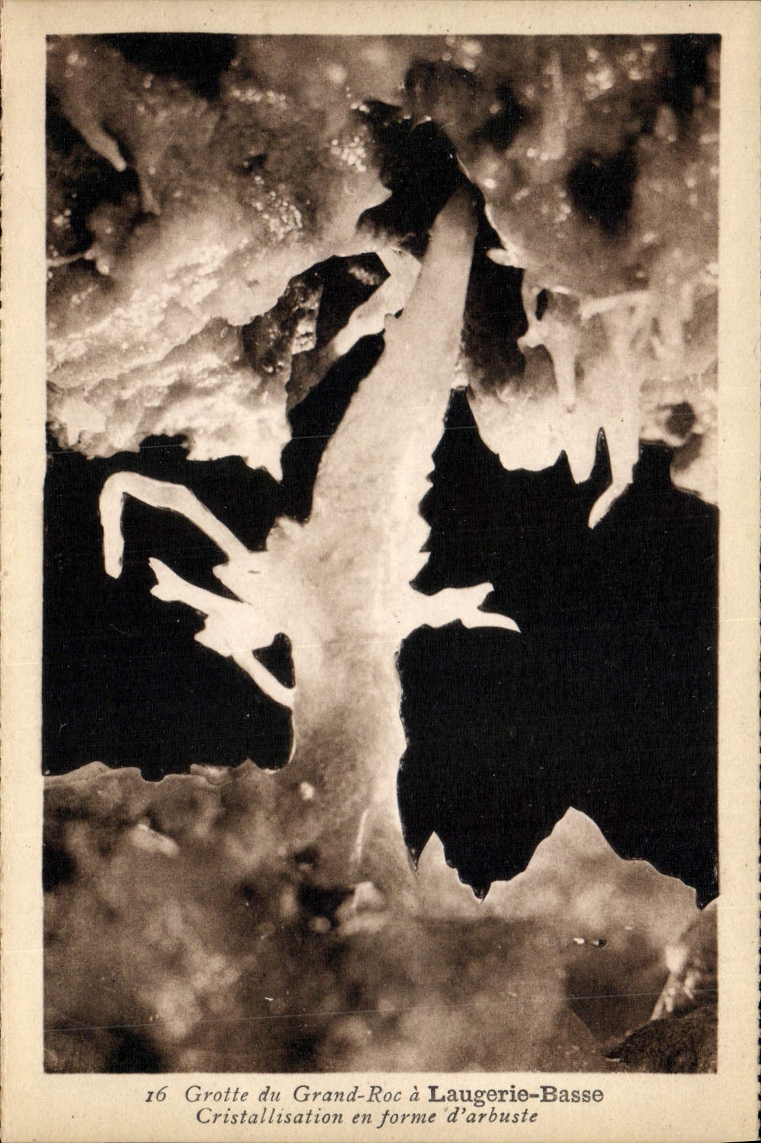 Höhle von Grand-Roc — Kristallisation in Form eines Sträuchers in Laugerie-Basse — n°16