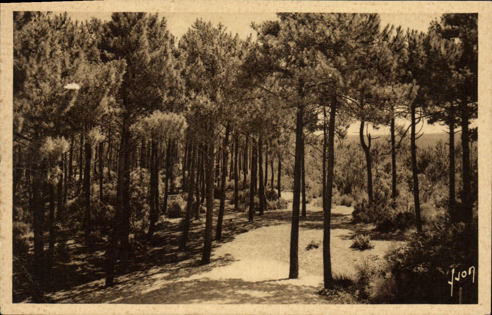 CPA Pyla Sur Mer Les Pins Vers La Grande Dune