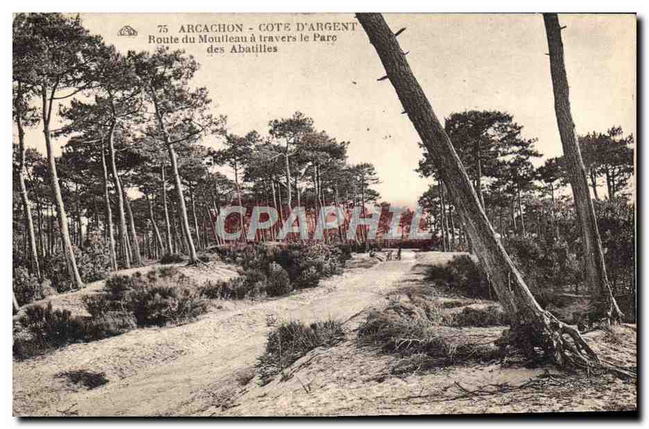 Arcachon - Côte d'Argent - Route du Mouleau à travers le Parc des Abatilles — éditeur non identifié, n° 75