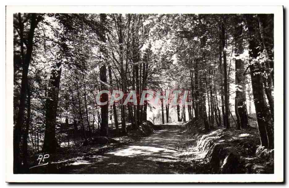 Montfort-l'Amaury — Paseo por el Bosque — Edit. d'Art A.P. n°534
