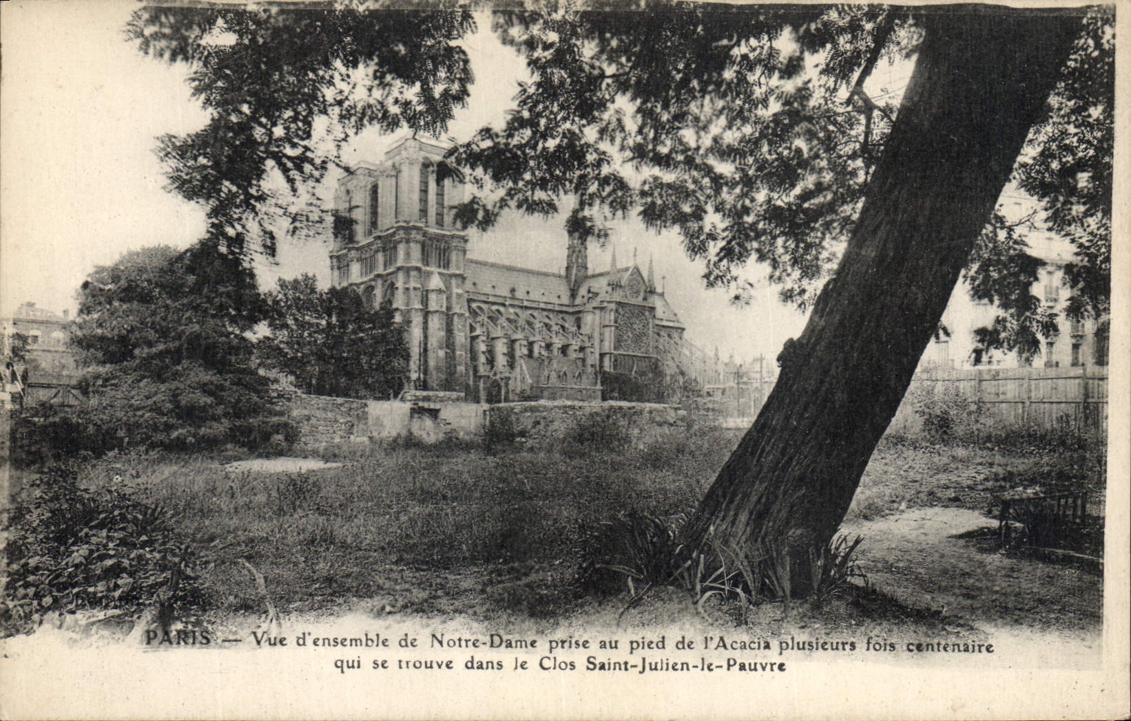 CPA Paris Vue D'Ensemble De Notre Dame Prise De I'Acacia centenaire Clos Saint Julien le Pauvre