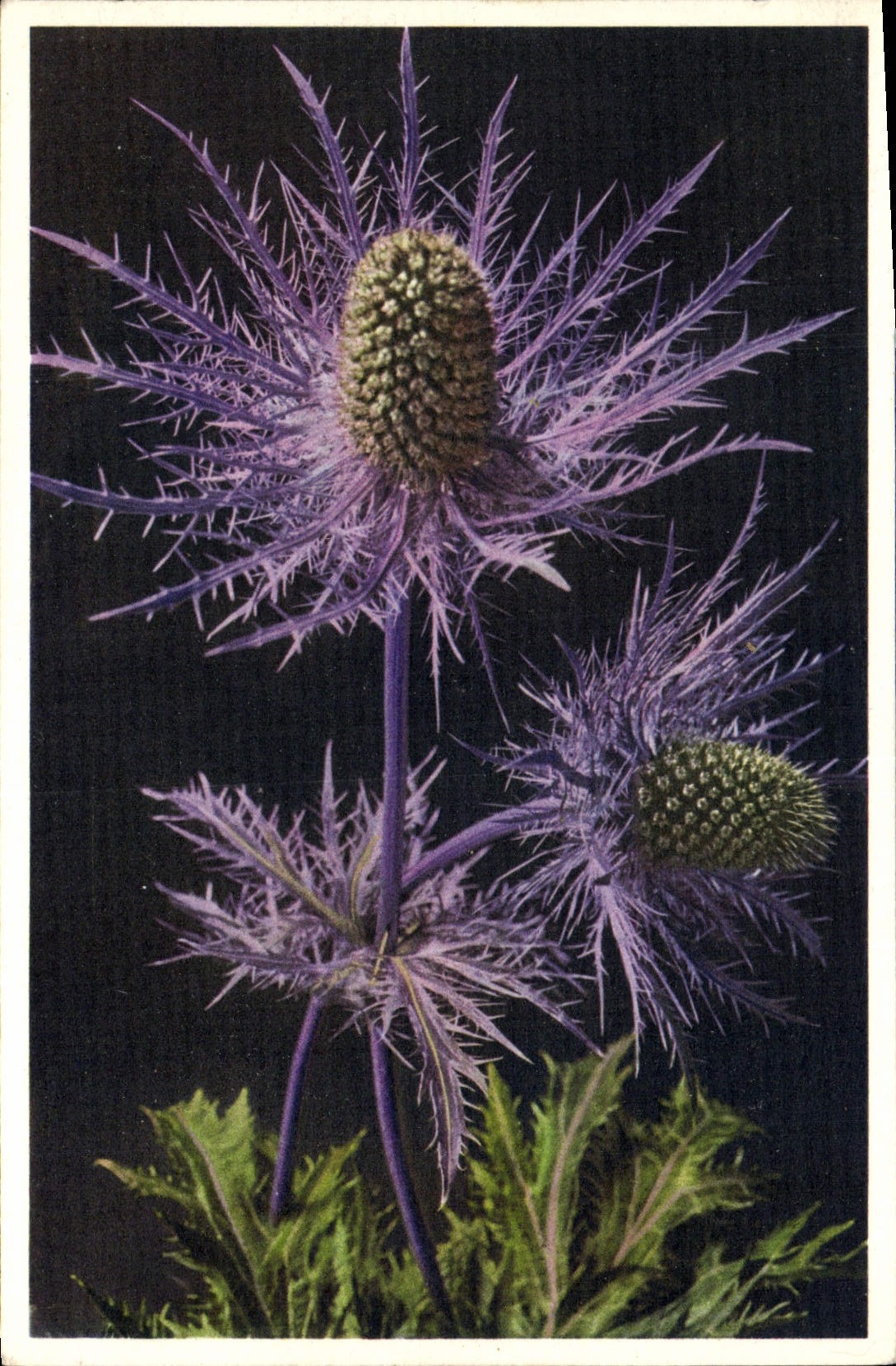 CPA Eryngium alpinum 