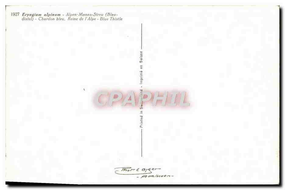 CPA Eryngium alpinum  — Verso