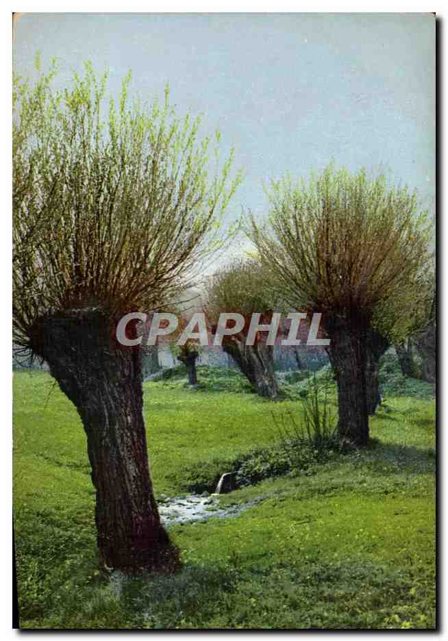 CPA Arbres