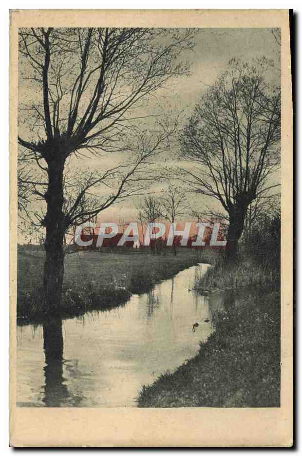 CPA Arbres Paysage