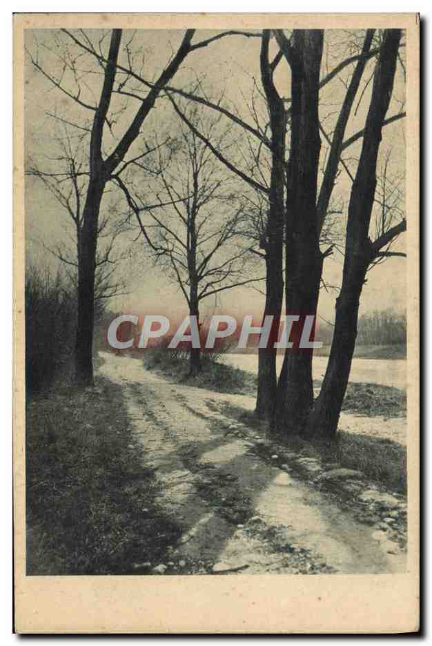 CPA Arbres Paysage