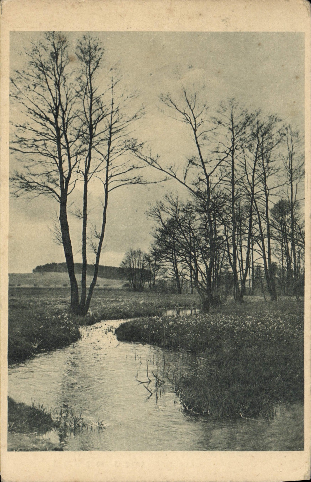 CPA Arbres Paysage