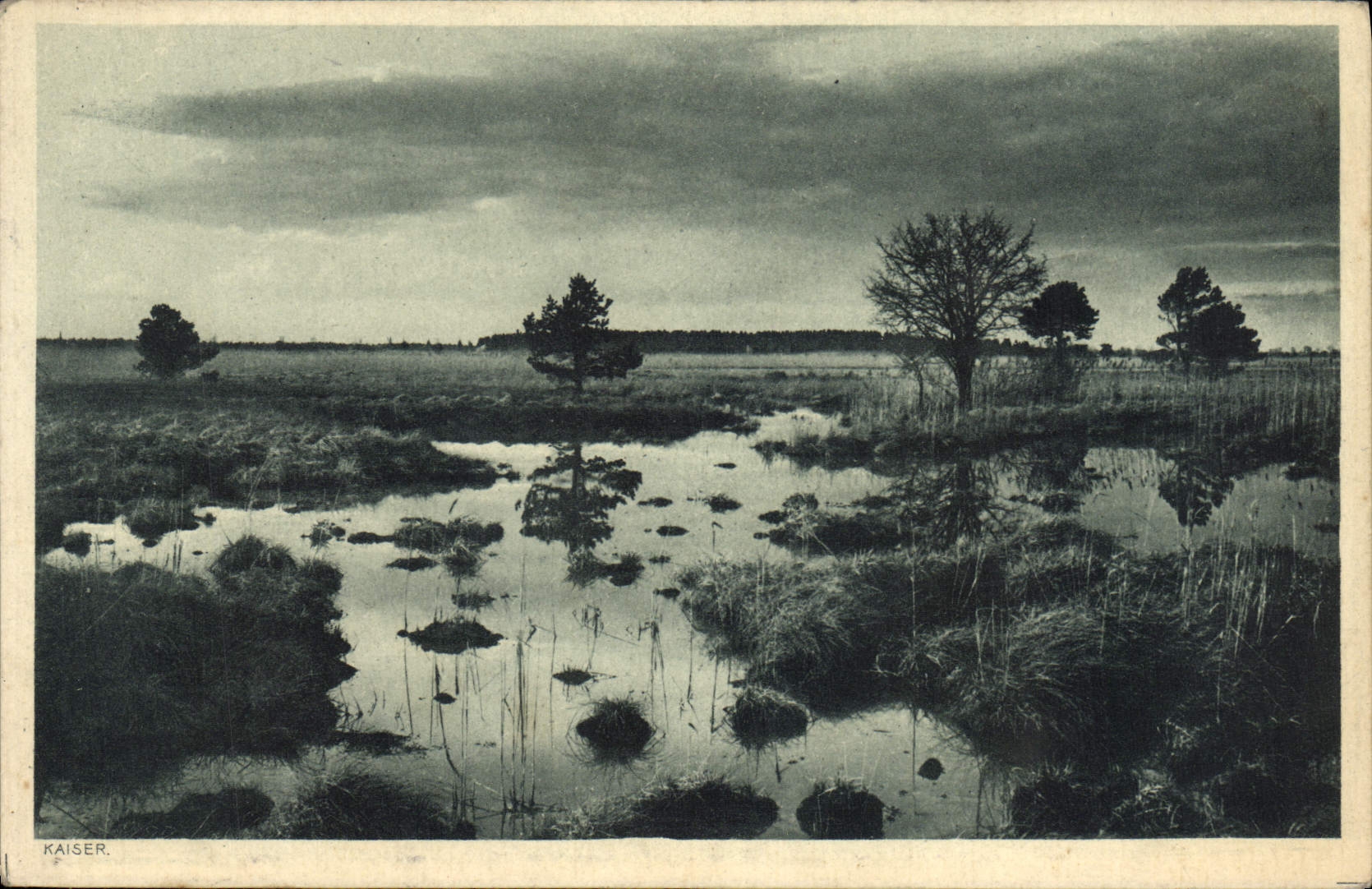 CPA Arbres Paysage