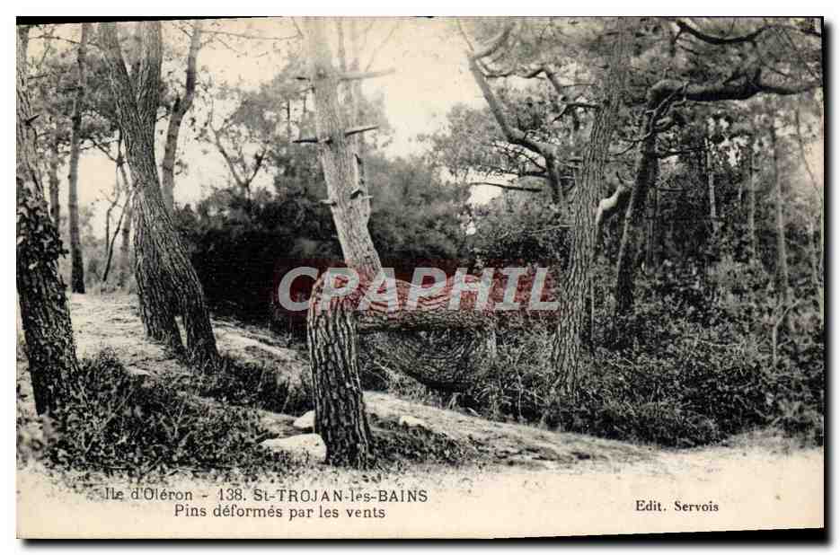 Ile d'Oléron - St-Trojan-les-Bains — Pins déformés par les vents — Edit. Servois
