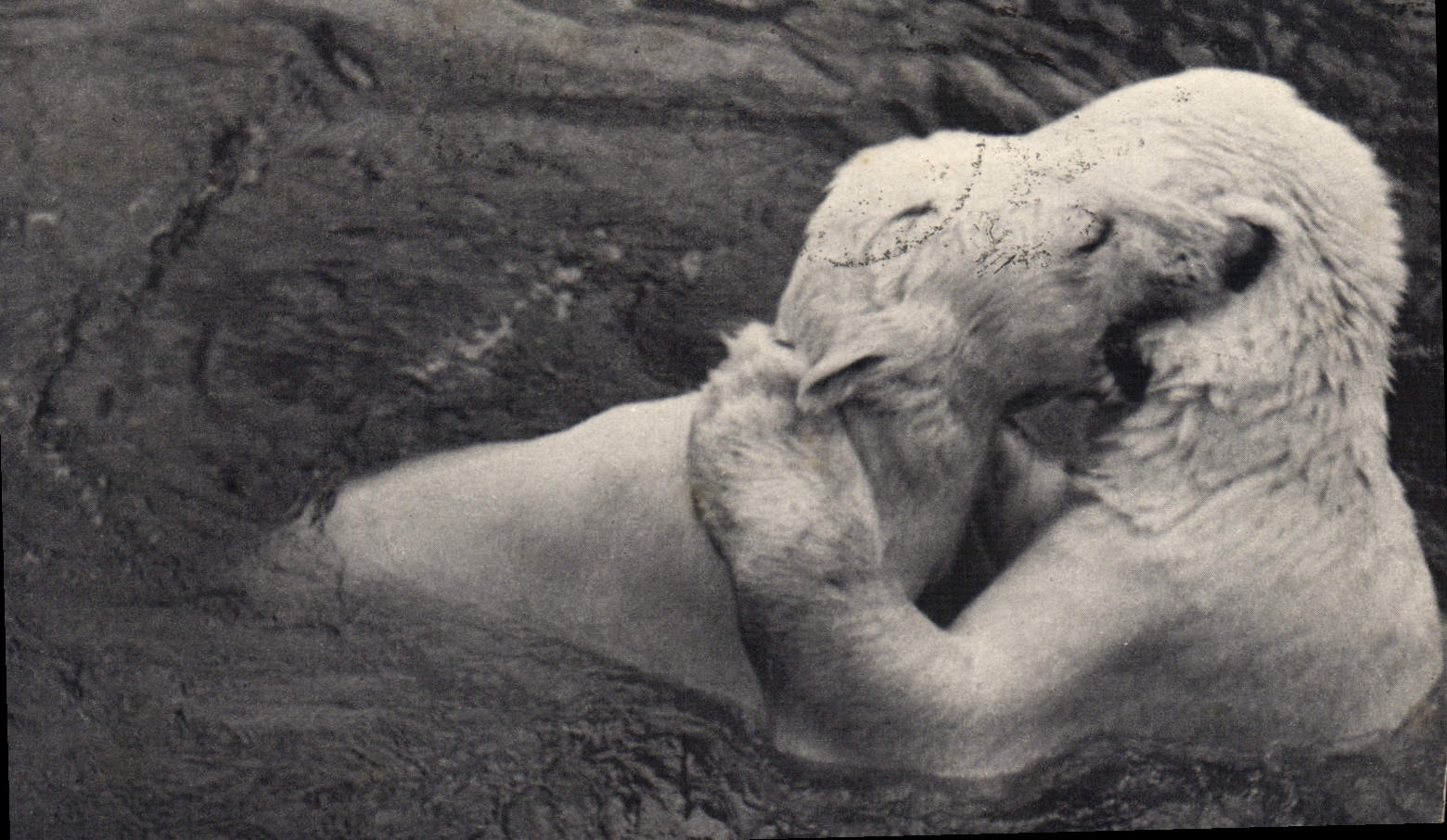 Ours blancs s'ébattant dans leur bassin — Muséum national d'Histoire naturelle, Parc zoologique du Bois de Vincennes, Paris — série 201