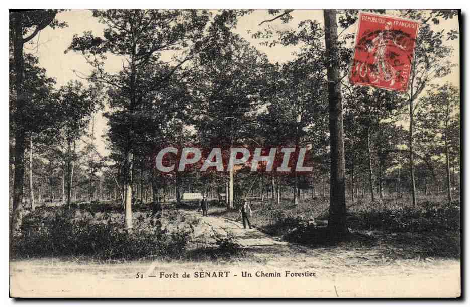 CPA Foret de Senart Un Chemin Forestier
