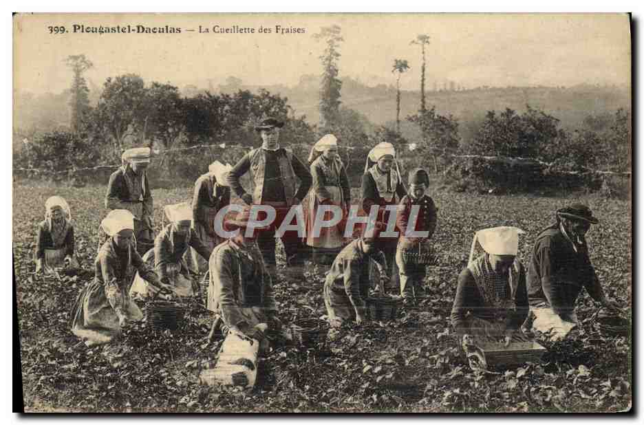 CPA Plougastel Daoulas La Cueillette Des Fraises Folklore 