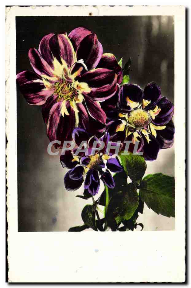 CPA Fantaisie Fleurs