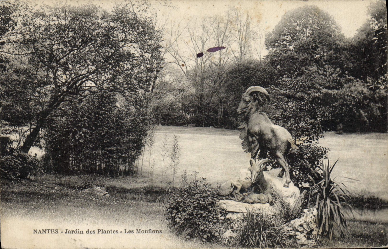 CPA Nantes Jardin Des Plantes Les Mouflons