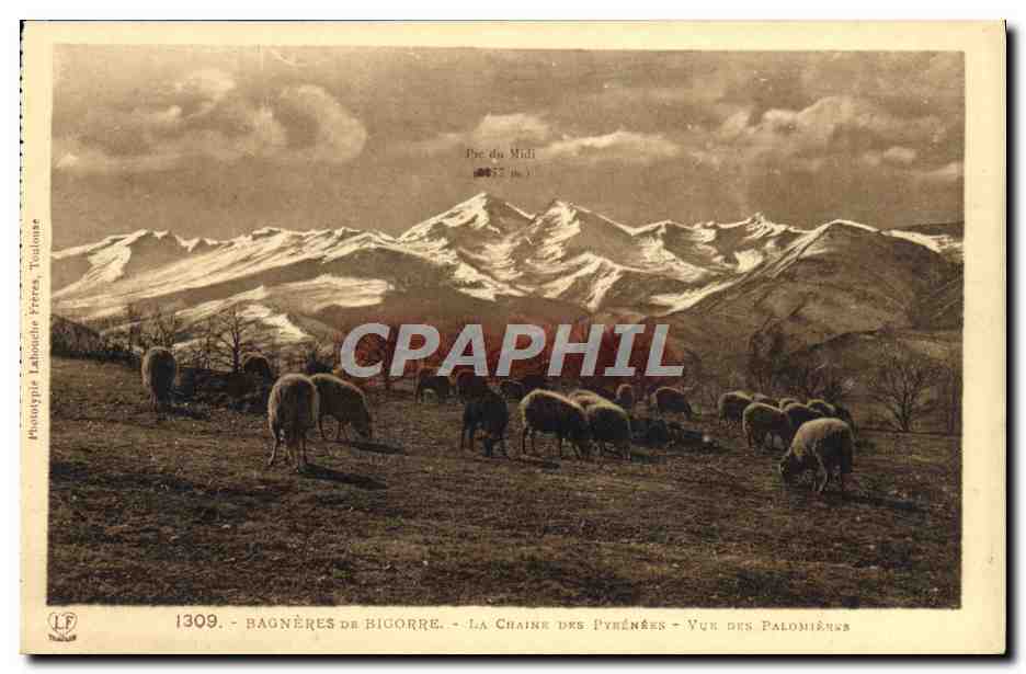 CPA Bagneres de Bigorre La chaine des Pyrenees Vue des Palomieres Moutons