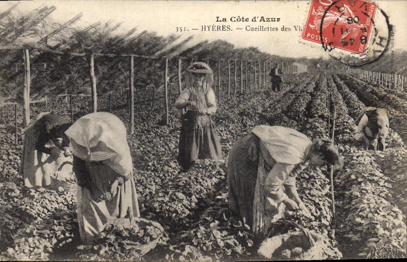 CPA Hyeres Cueillette des violettes TOP