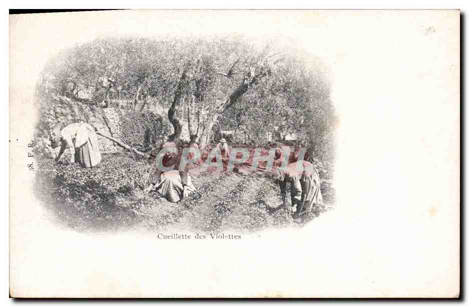 Cueillette des Violettes — scène de cueillette en forêt — éditeur F.R. n°38