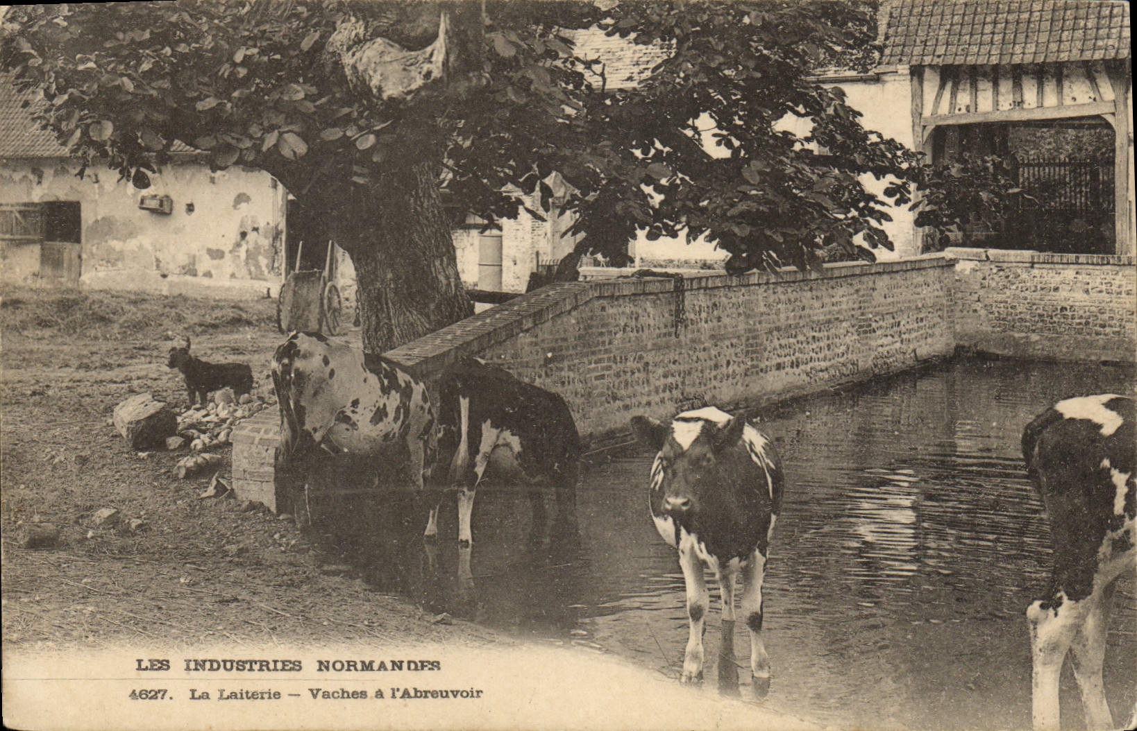 CPA Folklore Les industries normandes La laiterie Vaches a l'abreuvoir 