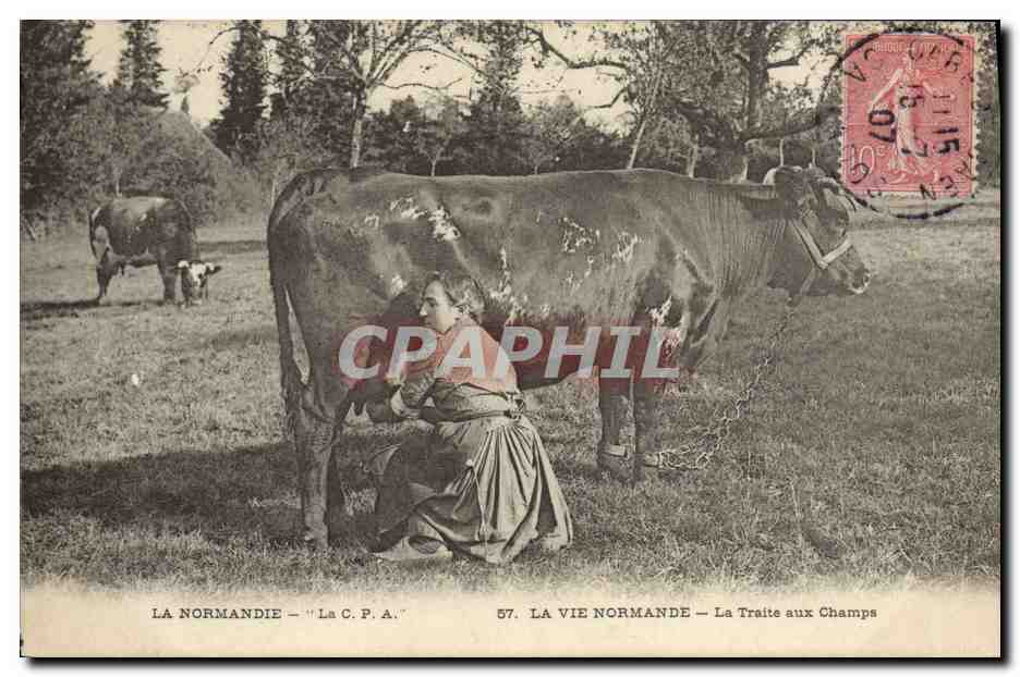 CPA Folklore Normandie La traite aux champs Vache 