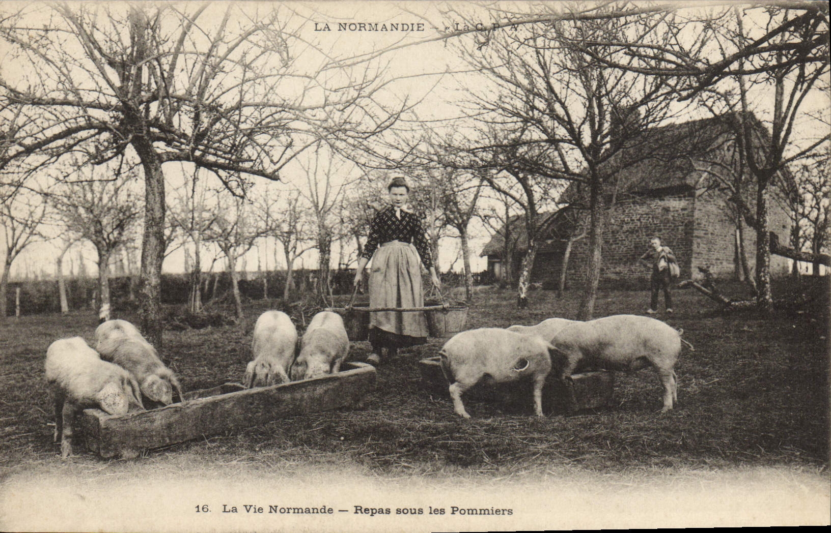 CPA Folklore Normandie Repas sous les pommiers Cochon Porc 