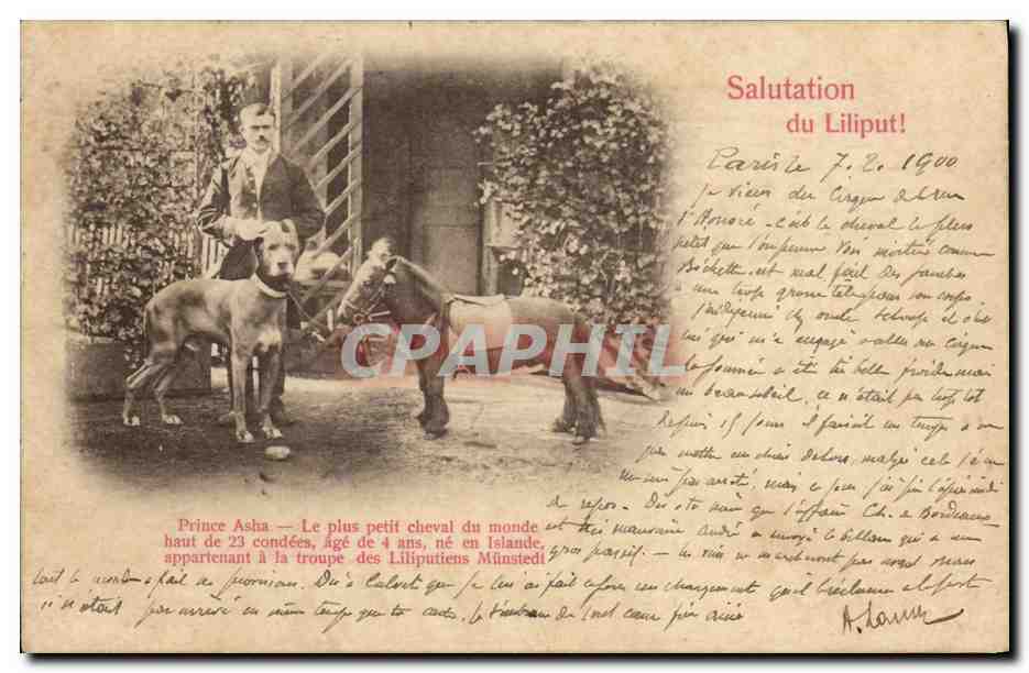 CPA Nain Nains Liliput Prince Asha Poney