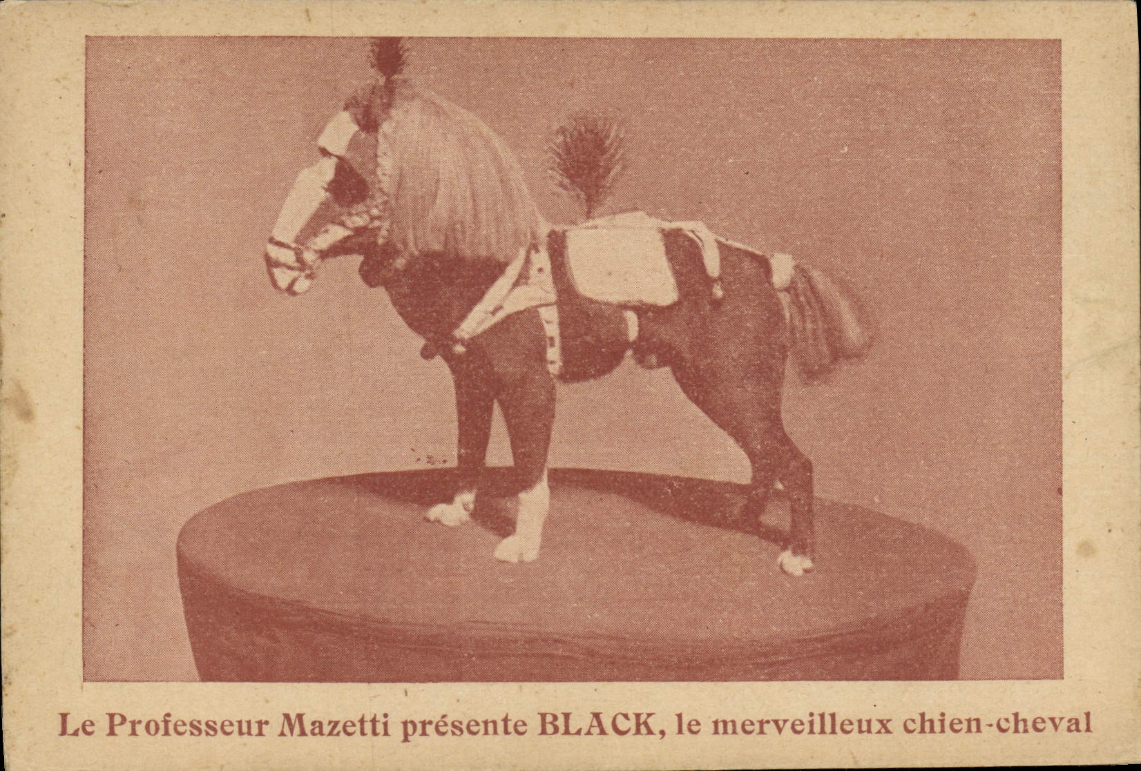 CPA Nain Le professeur Mazetti presente Black Chien Cheval Poney 