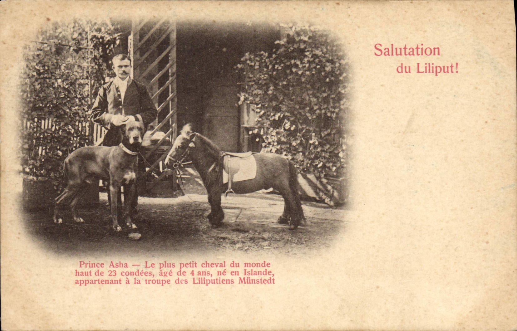CPA Nain Nains Liliput Poney Cheval Chien 