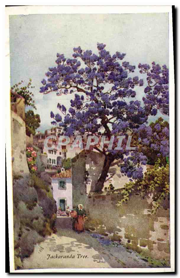CPA Cartes Postales Jackaranda Tree Black's Post CArds 