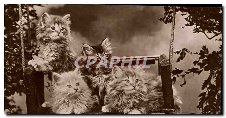 CPA Chat Chats Chaton 