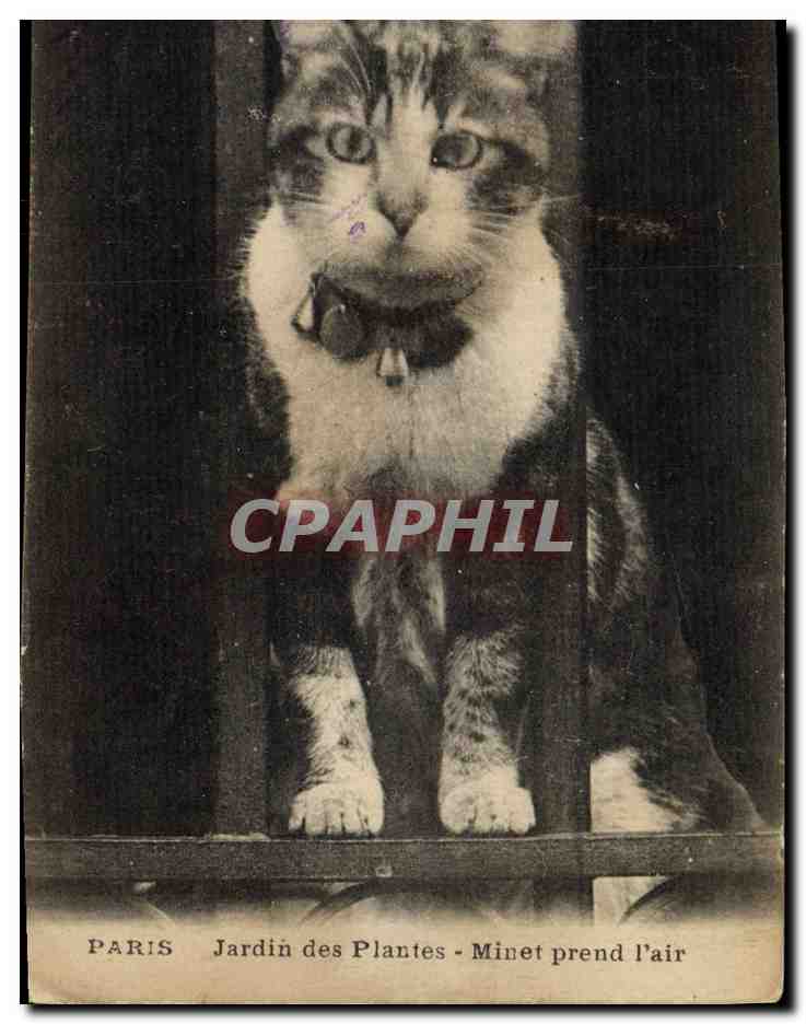 CPA Chat Chats Chaton Paris Jardin des plantes Minet prend l'air