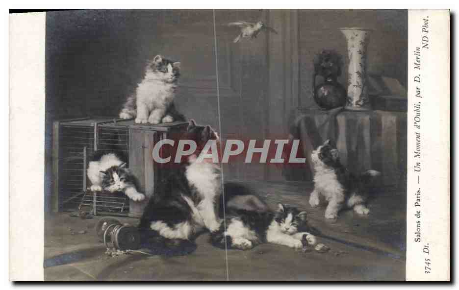 CPA Chat Chats Chaton Salons de Paris Un moment d'obli Oiseau