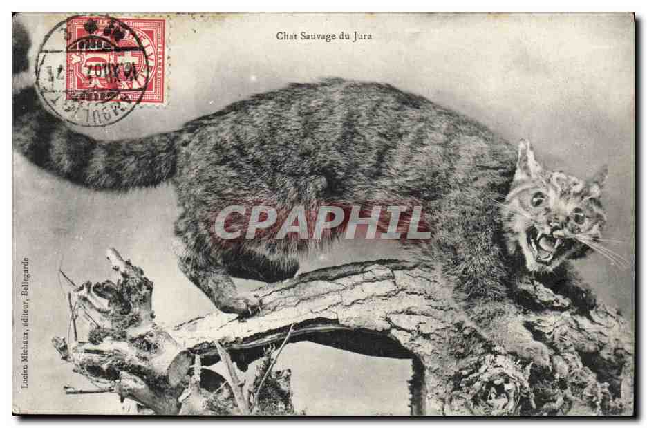 CPA Chat Chats Chaton Chat sauvage du Jura