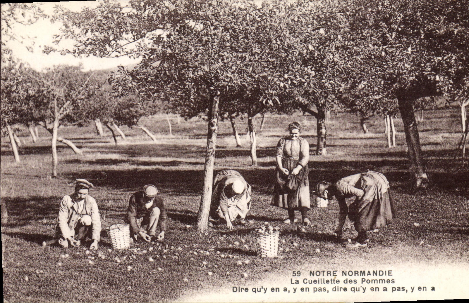 CPA Folklore Normandie La cueillette des pommes