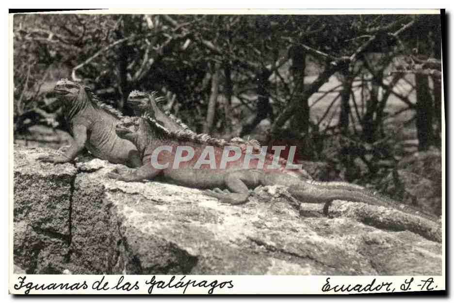 CPA Iguanas de las Galapagos Ecuador 