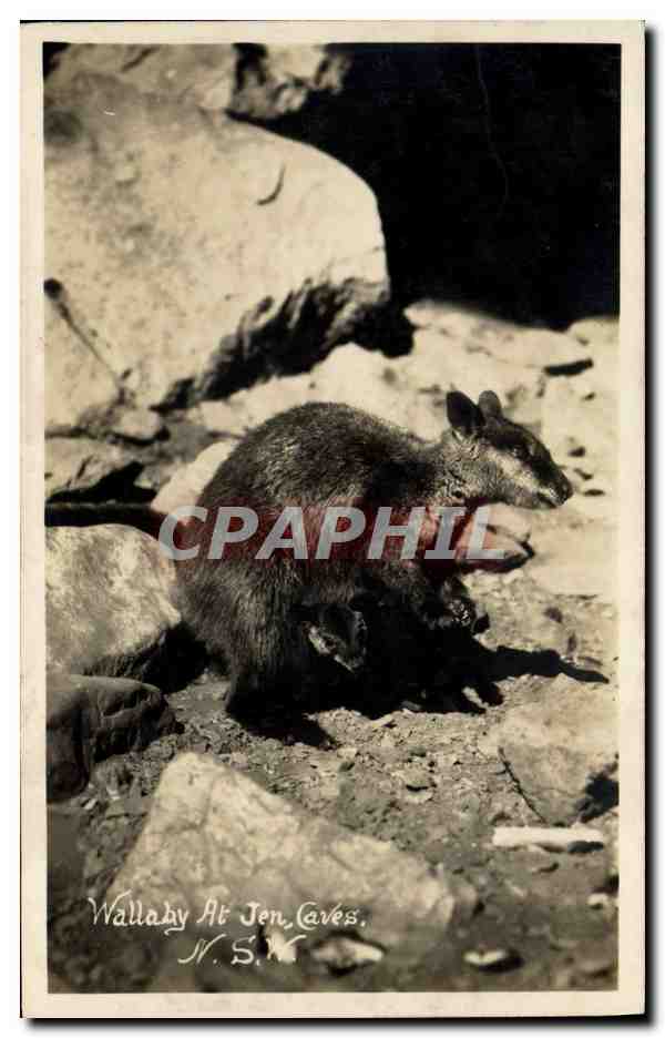 CPM Wallaby at Jen Caves NSW Australie