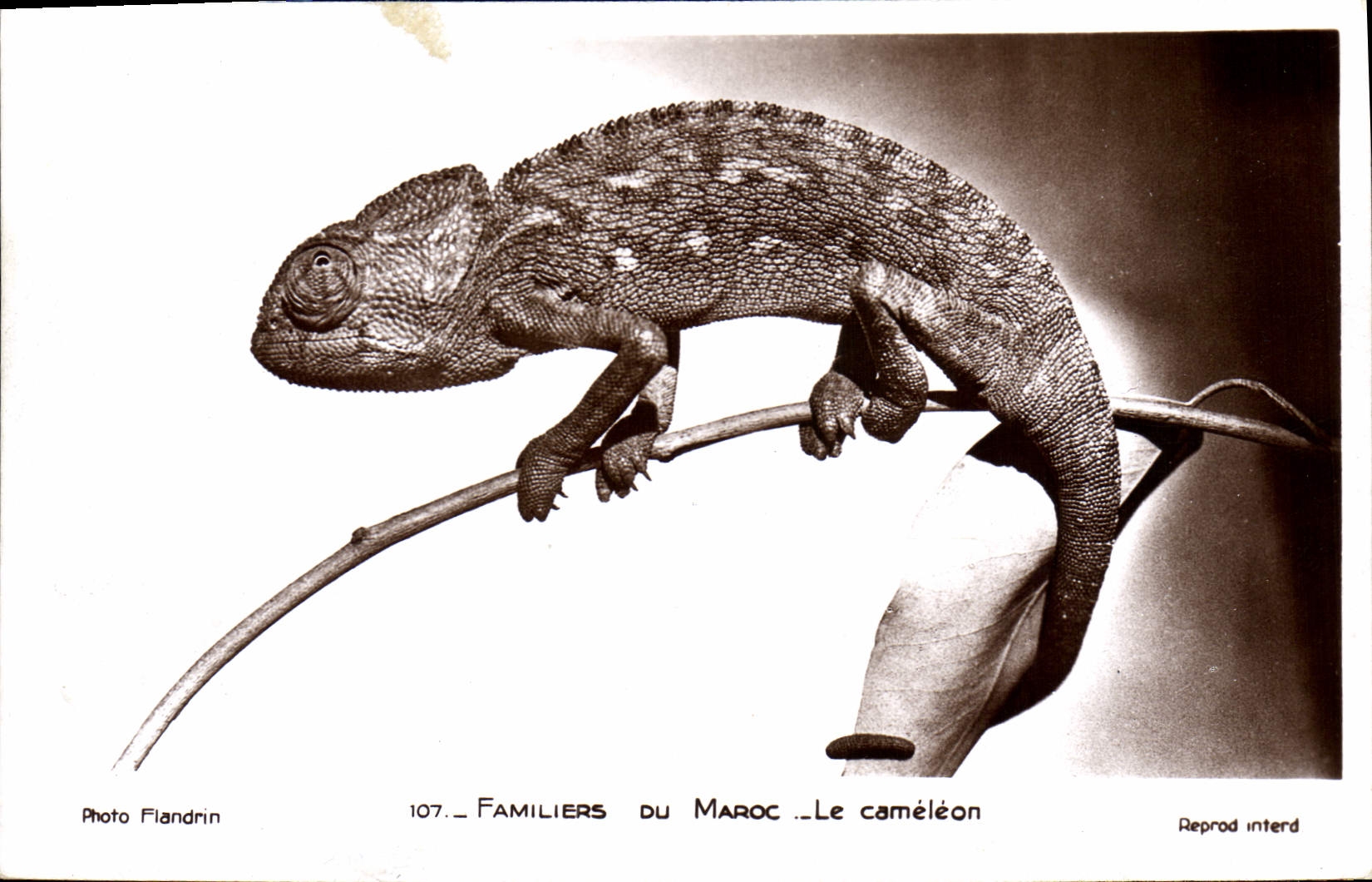 CPM Familiers du Maroc Le cameleon