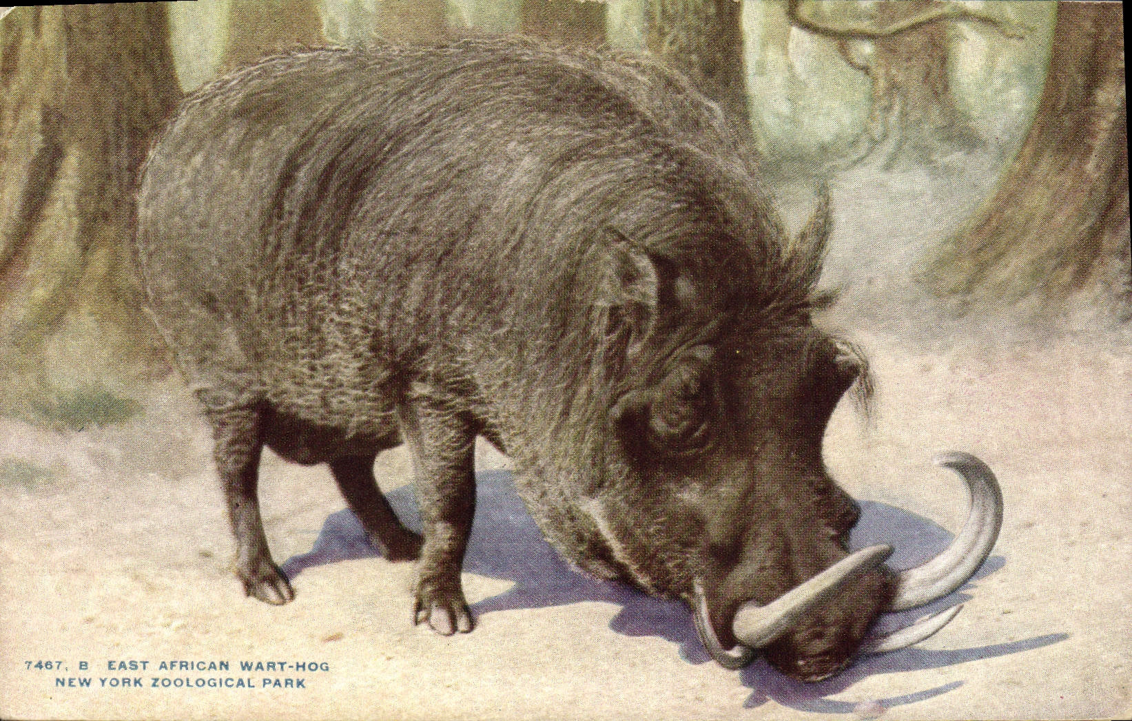 East African Wart-Hog — New York Zoological Park — éditeur NYZP, n° 7467 B