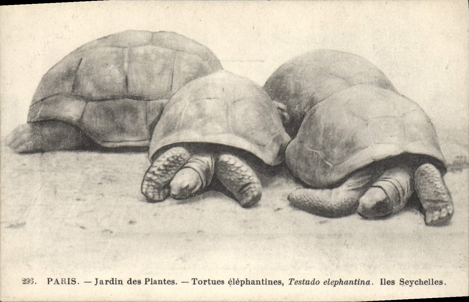 CPA Paris Jardin des Plantes Tortues elephantines Iles Seychelles 