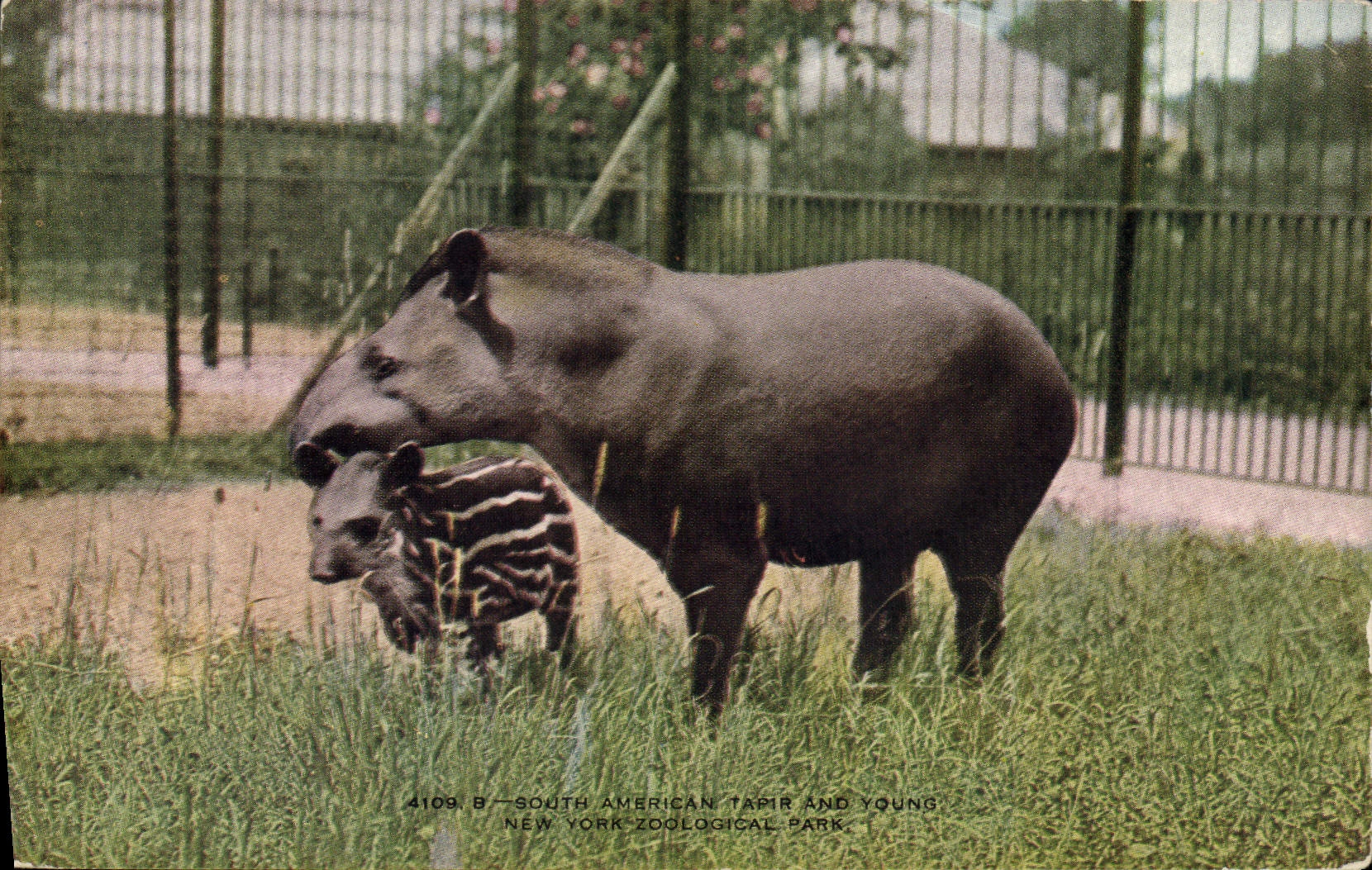 Tapir et petit — New York Zoological Park — éditeur NYZP, n° 4109 B